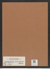 Coscinodiscus venulosus Castr. (de-Toni-Nr.: Genus 202, Species 4868) Zeichnungen Sammlung Grunow Mappe 04710 (Herbarium_W_Grunow_drawings_Folder_04710)